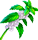 menthe odorante