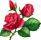 boutons de roses