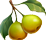 poire sauvage