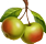 pomme sauvage