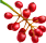 baies rouges