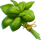feuilles comestibles