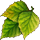 feuilles de buisson