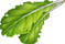 feuilles de laitue