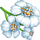 fleurs de millefeuille