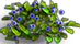 myrtilles des montagnes