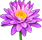 nénuphar magique
