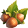 noisettes
