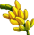 palme de bananier