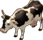 vache