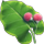 bardane