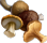 champignons séchés