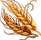 grains de blé