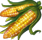 maïs