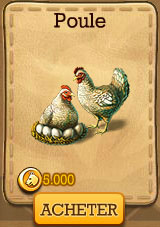marché poule